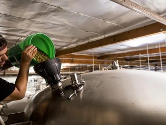 Homebrewer adding hop pellets to fermenting beer during dry hopping