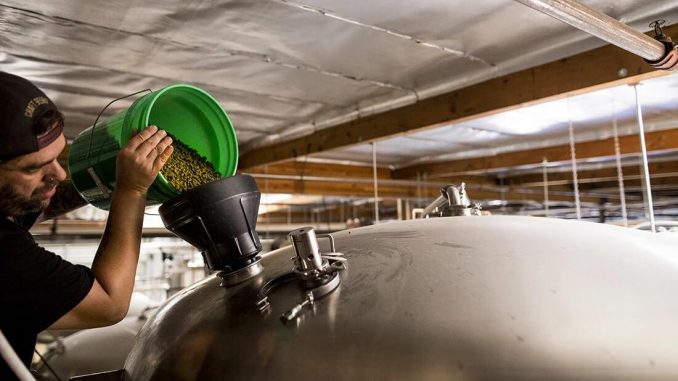 Homebrewer adding hop pellets to fermenting beer during dry hopping
